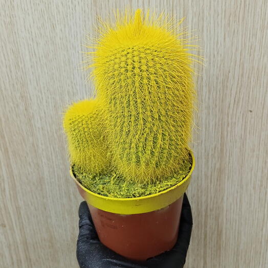 Кактус
