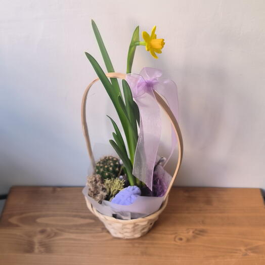 Первоцветы нарциссы на луковице и кактус в плетеной корзинке и натуральным мхом
