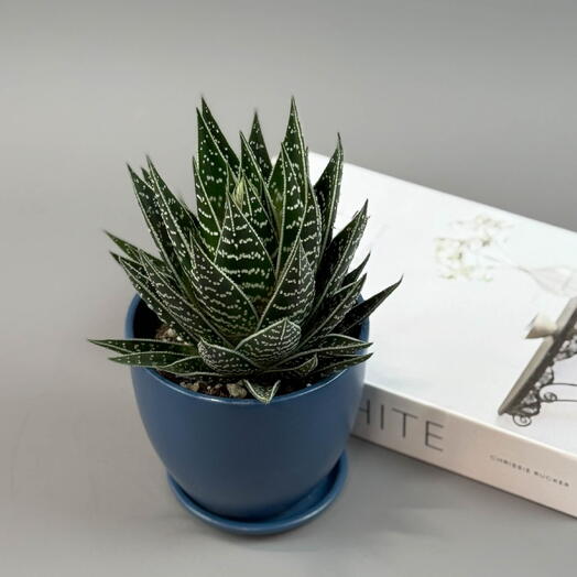 Необычное Алоэ «Тики Таки» в синем горшке