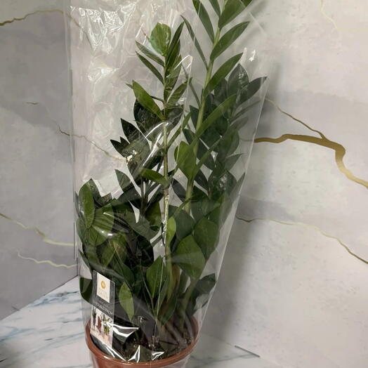 Замиокулькас большой