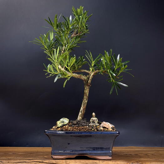 Бонсай Подокарпус (Сосна Будды), 32см, 12 лет