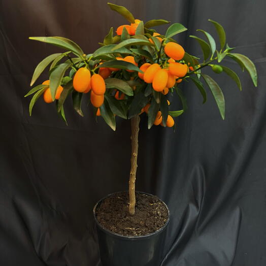 Кумкват. Citrus Kumquat