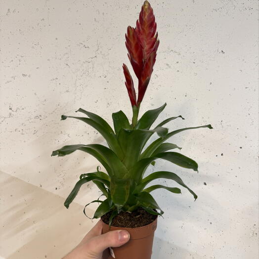 Вриезия Спаркли ♥️