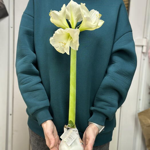 Луковица Амарилиса в воске белого цвета