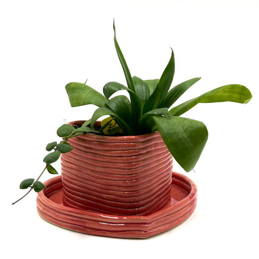 Композиция из сансевиерии и эсхинантуса ( Sansevieria, Aeschynanthus) в керамическом горшке сердце