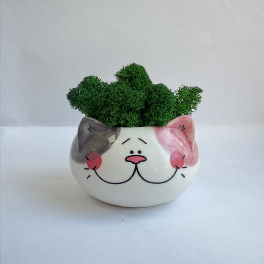 Милый котик с мхом🐈⬛