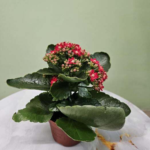 Коланхое