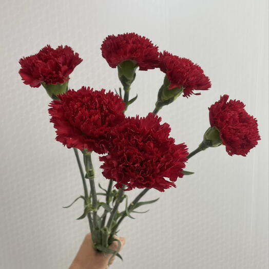 Гвоздика красная (6 шт)