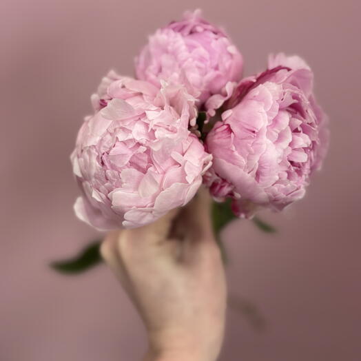 3 пиона Сара Бернар🌸