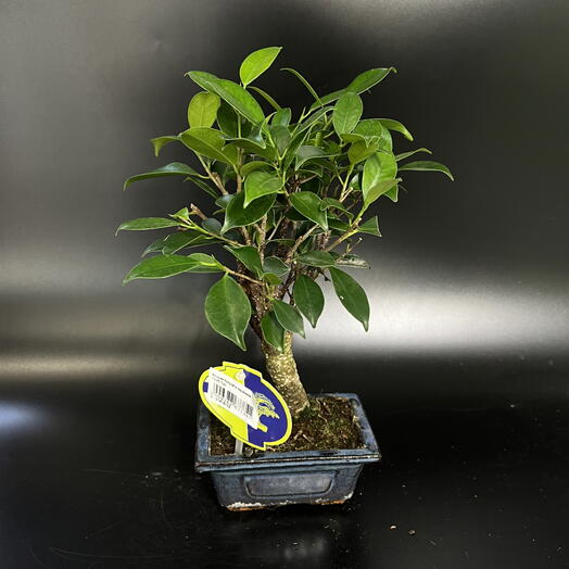 Ficus Retusa bonsai en cerámica