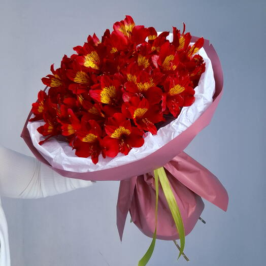 Red Alstroemeria