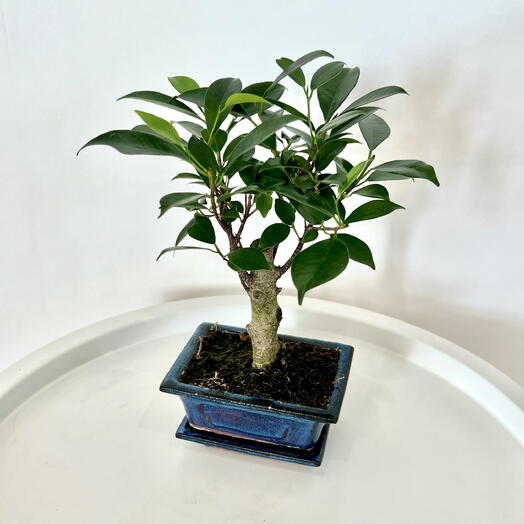 Bonsai Ficus Retusa