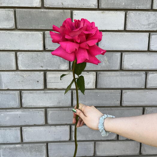 Ажурная Роза Пинк Флойд