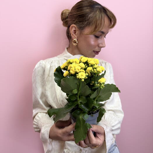 Каланхоэ желтое 🌼