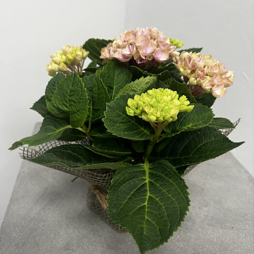 Гортензия розовая 31*24