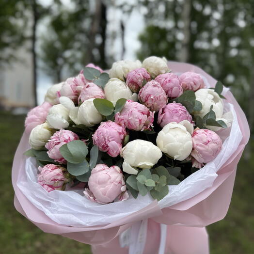 Пионы Сара Бернар 25 Шт