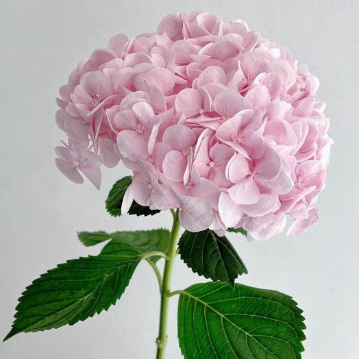 АКЦИЯ‼️Гортензия розовая 🌸