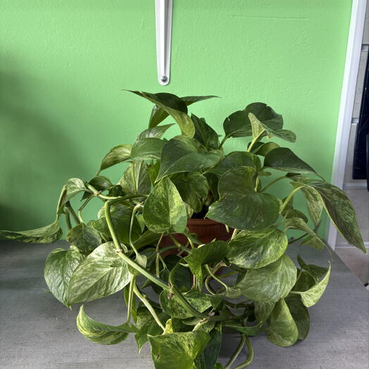 Эпипремнум золотистый Marble Queen