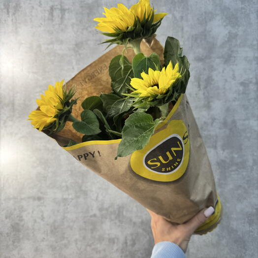 Подсолнух 🌻 в горшке