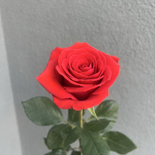 Алая роза сорт «Нина» 🌹