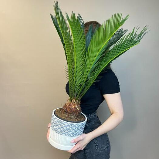 Комнатное растение Цикас революта 🌱 в керамическом кашпо