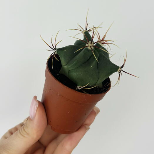 Кактус Ферро 🌵 в горшке