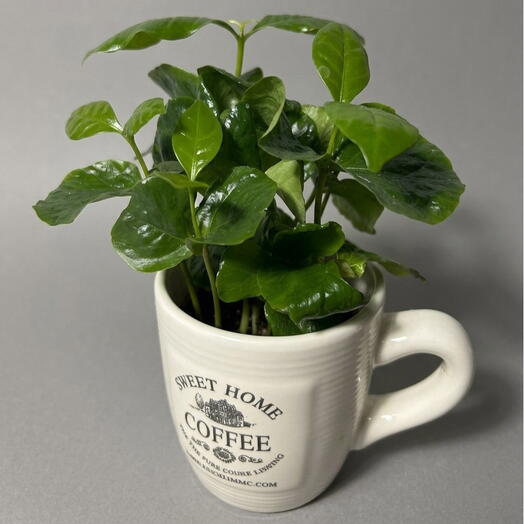 Комнатное растение кофе☕️