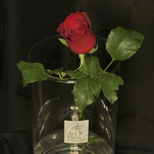Роза кения🌹