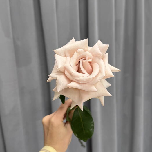 French rose Quiqsand