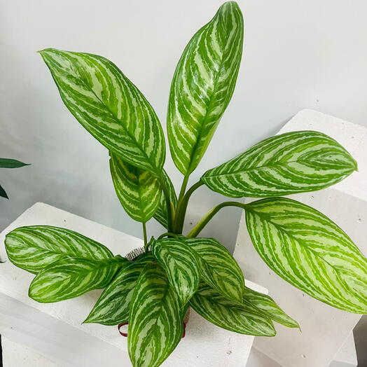 Аглаонема Страйпс (Aglaonema Stripes) — декоративно-лиственное комнатное растение