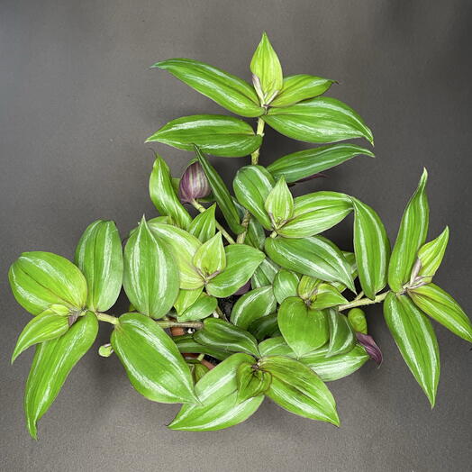 Традесканция пурпуза (Tradescantia zebrina Purpusii )