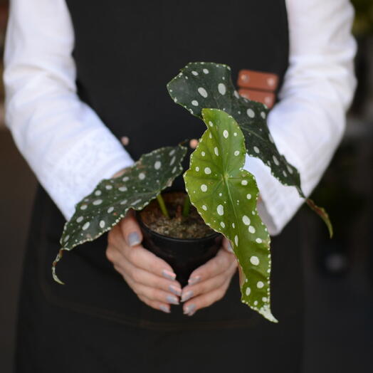 Бегония макулата (Begonia maculata), «пятнистая бегония»