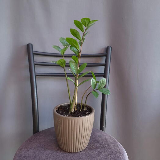 Zamioculcas in a pot