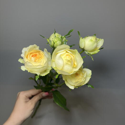 Роза кустовая пионовидная желтая 💛