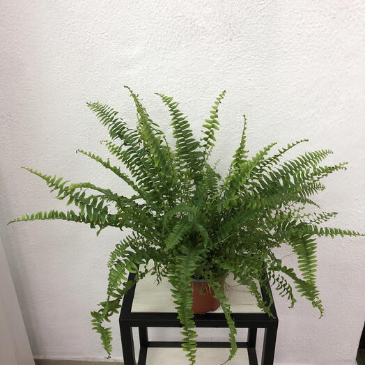 Нейролепис Green Lady