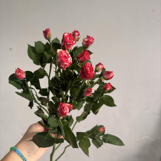 Роза кустовая