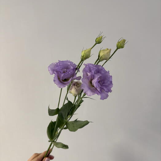 эустома лавандовая 💜