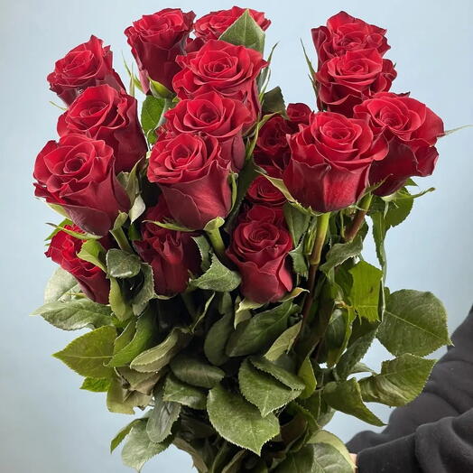 Пачка роза Эквадор «Мамма Миа»,25 шт