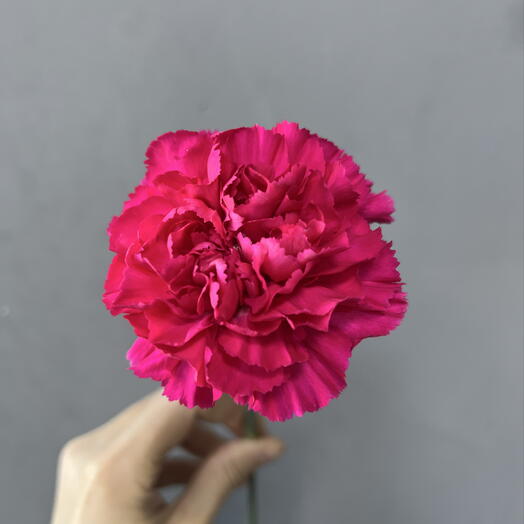 Диантус малиновый 🌺