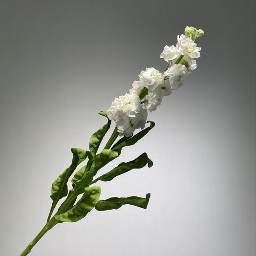 Матиолла белая