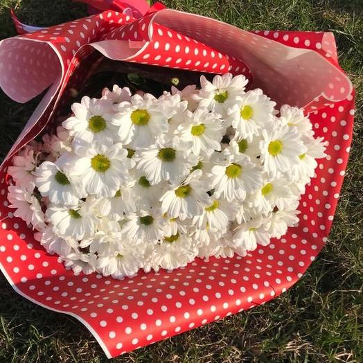 Snow-white daisies