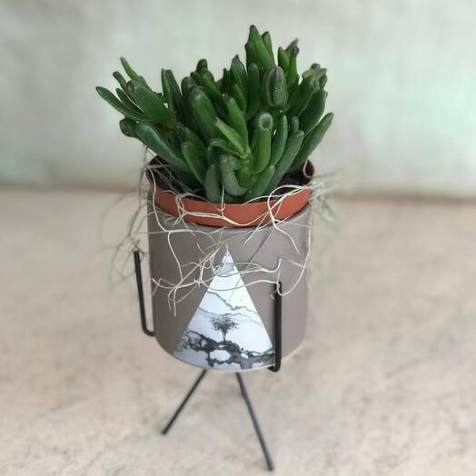 Crassula