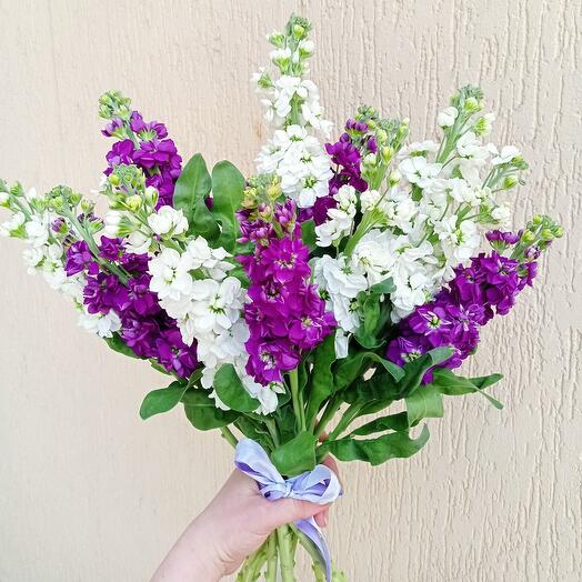 Mono bouquet of mattiola (mix)