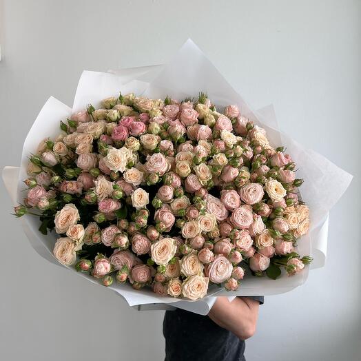 Rosa arbusto Bombastic