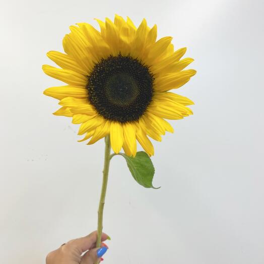 Подсолнух 🌻