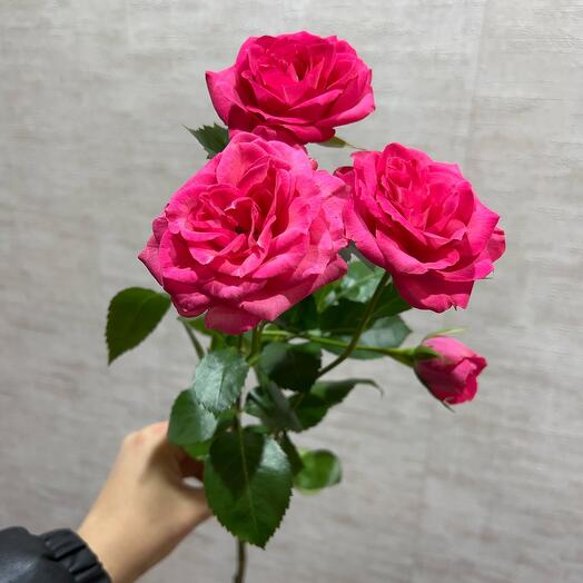 Bush Rose