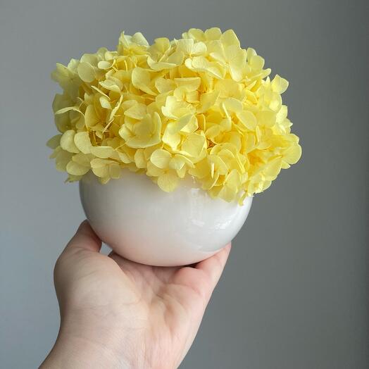 Гортензия, Цветы и подарки в Санкт-Петербурге, купить по цене 3600 RUB ...