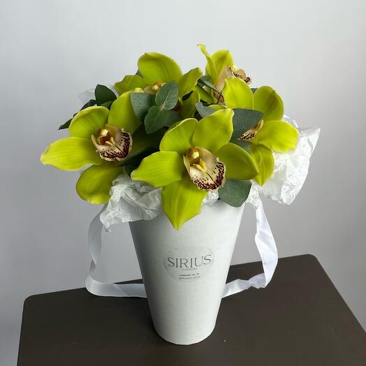 Orchid in a cone