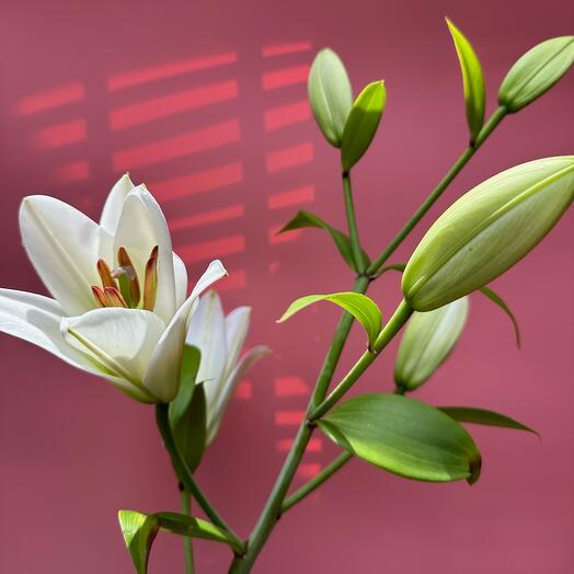 Lily