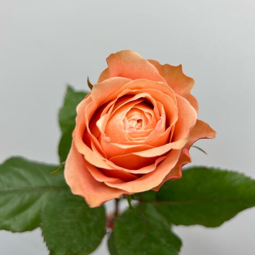 Single-headed peony-shaped rose of the Kahala variety